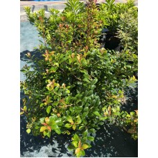 Pieris japonica "Little Heath green"        /     Саженцы кустарника "Литл Хес Грин "