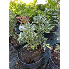 Pieris japonica"Ralto"/ Пиерис  японский ''Ралто''