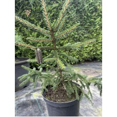 Picea abies "Aureospicata"/ Ель  восточная Ауреспиката