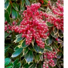 Pieris japonica"Ralto"/ Пиерис  японский ''Ралто''