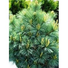 Pinus strobus" Radiata"   /  Сосна Веймутова" Радиата"