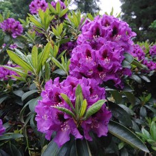 Rhododendron hybridum "Rasputin"