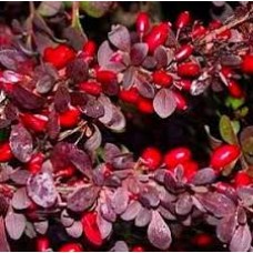 Berberis thunbergii "Red Dream"  /  Барбарис тунберга" Ред Дрим"