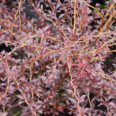 Berberis thunbergii "Red Dream"  /  Барбарис тунберга" Ред Дрим"