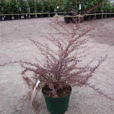 Berberis thunbergii "Red Dream"  /  Барбарис тунберга" Ред Дрим"