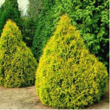 Thuja occidentalis "Rheingold" /  Туя западная "Рейнголд"