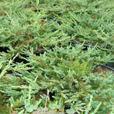 Juniperus communis" Repanda"  /  Можжевельник обыкновенный "Репанда"