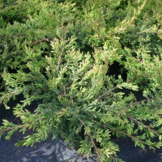 Juniperus communis" Repanda"  /  Можжевельник обыкновенный "Репанда"