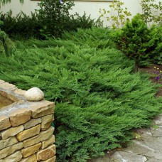 Juniperus sabina "Tamariscifolia" /    Можжевельник казацкий "Тамарисцифолия"