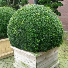 Buxus sempervirens  /  Самшит вечнозеленый 