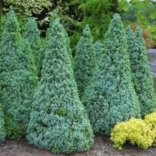 Picea glauca "Sanders Blue" / Ель канадская" Сандерс Блю "