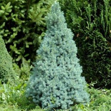 Picea glauca "Sanders Blue" / Ель канадская" Сандерс Блю "