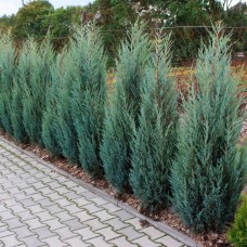 Juniperus scopulorum "Skyrocket"  /  Можжевельник скальный "Скайрокет"