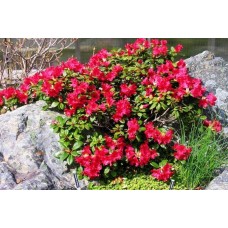 Rhododendron "Scarlet Wonder "