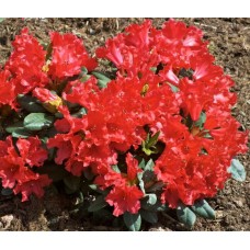 Rhododendron "Scarlet Wonder "