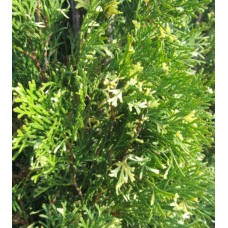 Thuja occidentalis «Smaragd Variegata»  /  Туя  западная "Смарагд Вариегата"