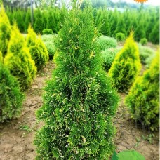 Thuja occidentalis «Smaragd Variegata»  /  Туя  западная "Смарагд Вариегата"