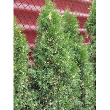 Thuja occidentalis «Smaragd Variegata»  /  Туя  западная "Смарагд Вариегата"