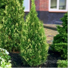 Thuja occidentalis «Smaragd Variegata»  /  Туя  западная "Смарагд Вариегата"