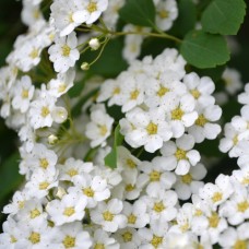 Spiraea nipponica "Snowmound"  /  Спирея ниппонская "Сноумаунд "