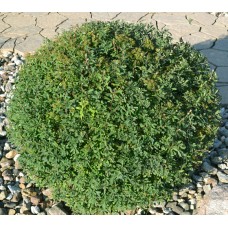 Spiraea nipponica "Snowmound"  /  Спирея ниппонская "Сноумаунд "