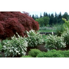 Spiraea nipponica "Snowmound"  /  Спирея ниппонская "Сноумаунд "