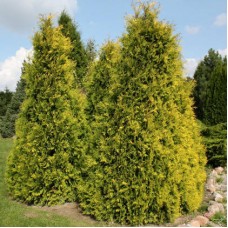 Thuja occidentalis "Sunkist" /  Туя западная" Санкист "