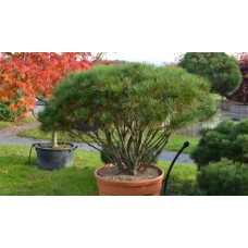 Pinus densiflora" Tanyosho Compacta" / Сосна густоцветковая "Таньешо  компакта"