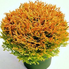 Thuja occidentalis "Golden Tuffet"  /   Туя западная "Голден Таффет"