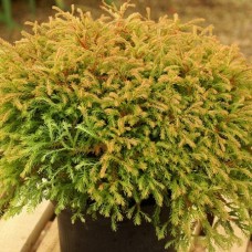 Thuja occidentalis "Golden Tuffet"  /   Туя западная "Голден Таффет"