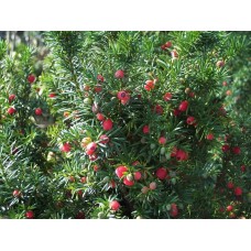 Taxus baccata "Hicksii"/  Тис ягодный "Хикси"