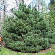 Pinus sylvestris" Watereri"   /   Сосна обыкновенная "Ватерери "