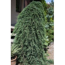  Juniperus horizontalis "Wiltonii "  Ра /     Можжевельник горизонтальный" Вилтони" на штамбе