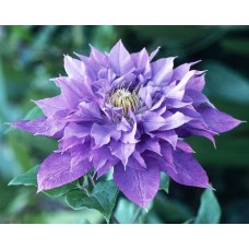 Clematis"Vyvyan Pennell "  /    Клематис"Вивиан Пеннелл"
