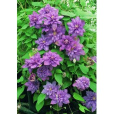 Clematis"Vyvyan Pennell "  /    Клематис"Вивиан Пеннелл"