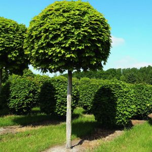 acer platanoidies globosum1