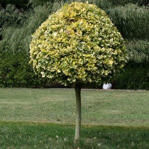 beresklet gold1