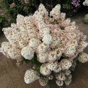 hydrangea bobo