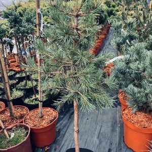 izobrazhenie viber 2025 08 26 20 20 03 519