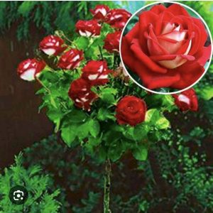 izobrazhenie viber 2026 05 13 06 35 18 303