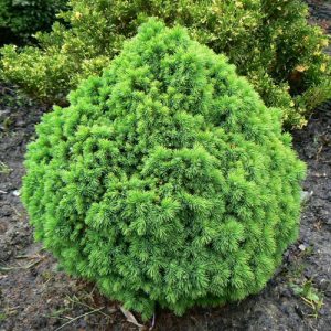 picea glauca alberta globe 1