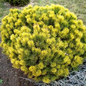 pinus winter gold1