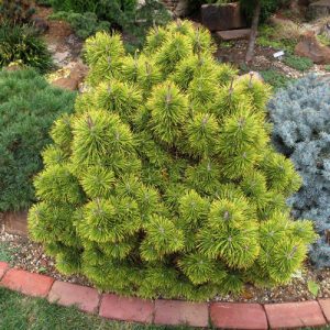 pinus zundert2
