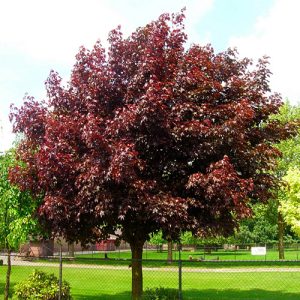 royal red3