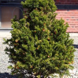 taxus baccata 2